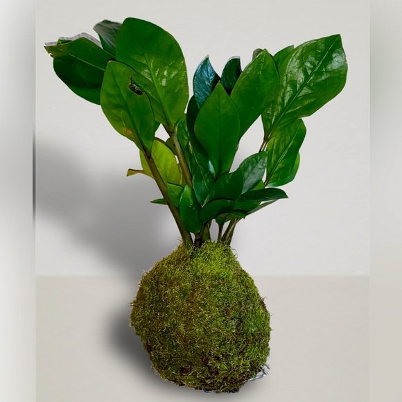 Botanical Bee Plant Boutique Other Kokedama Zz Plant Indoor Garden